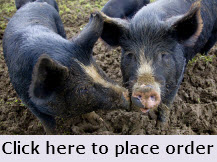 Berkshire Rare Breed Pigs